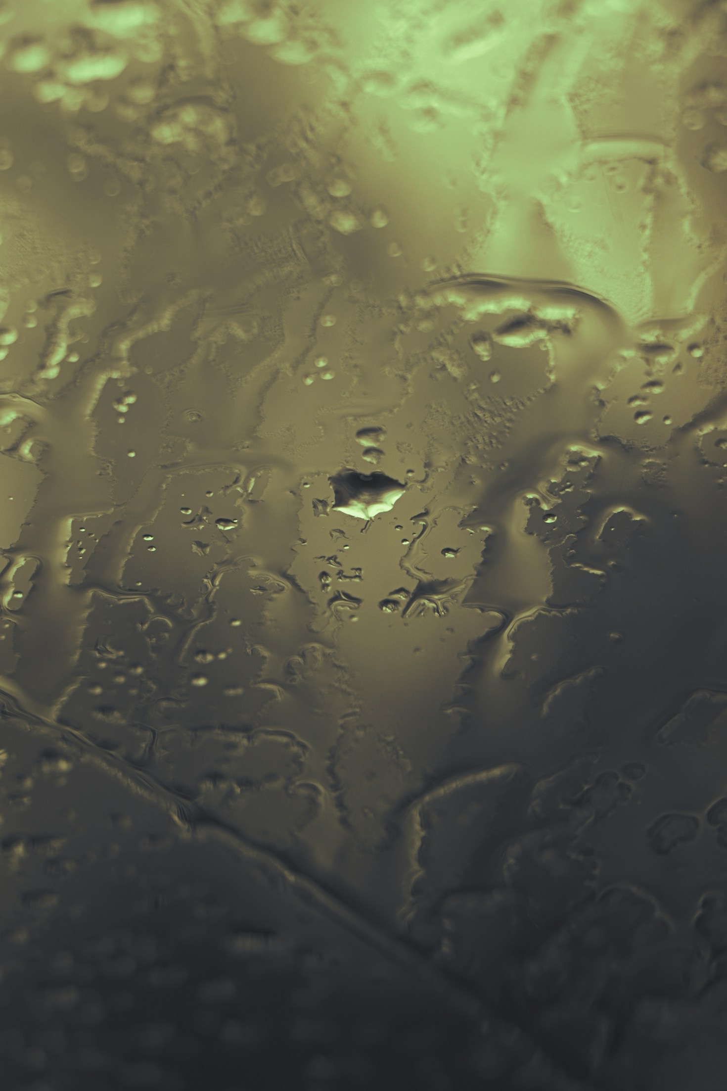 Guidelines for a Mold-Free, Healthy Living Space